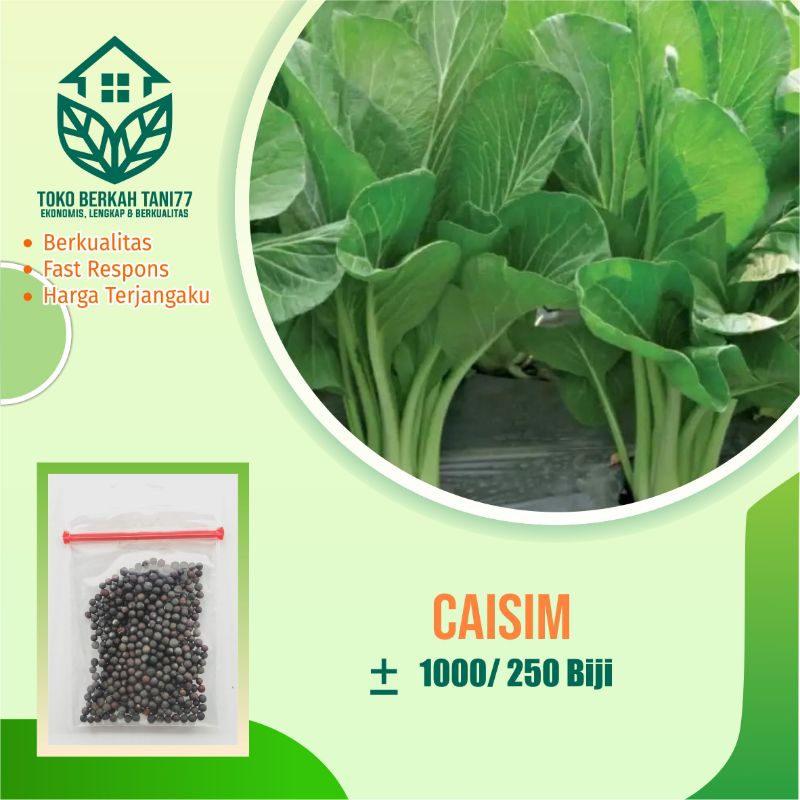 BENIH SAYURAN UNGGUL TERLENGKAP TERJANGKAU BIBIT KUBIS TOMAT SAWI TERONG CABE BUNCIS BAYAM KANGKUNG-Caisim