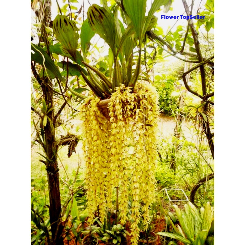 Coelogyne Rochussenii Anggrek Kalimantan Anggrek Bunga