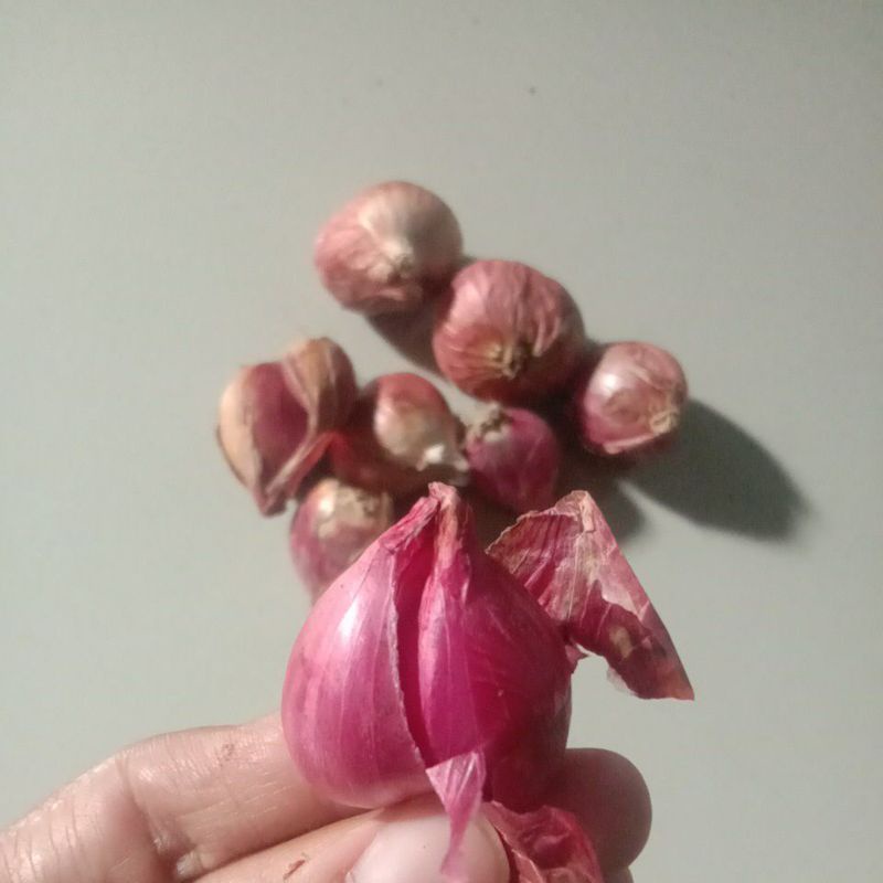 

NEW Bawang Merah Jawa besar kulit kering 500 gram / Brambang Bawang Merah asli besar kualitas super / Bawang Merah Besar