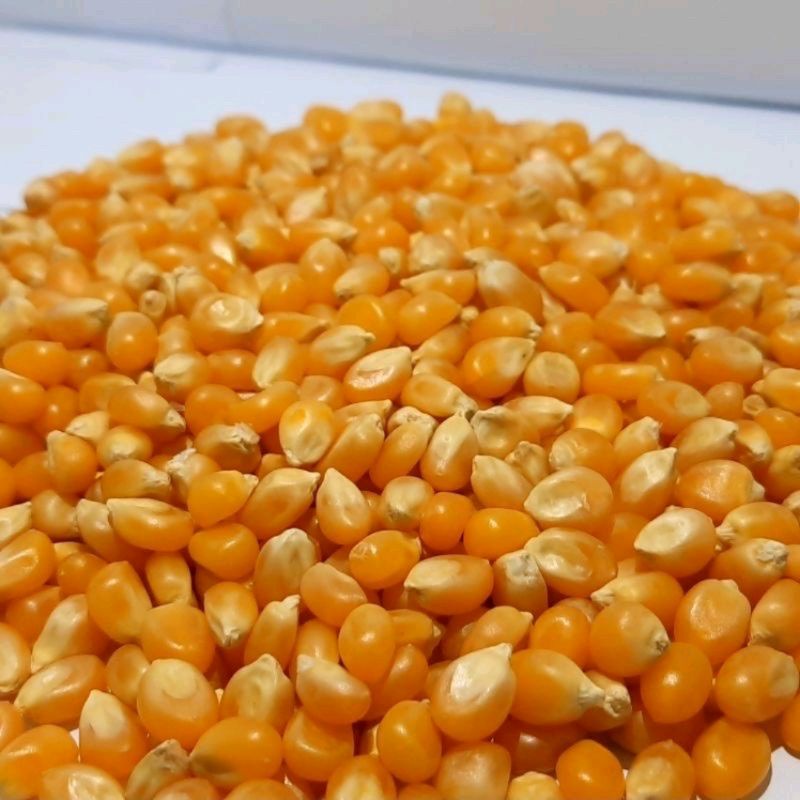 

JAGUNG POPCORN MENTAH 250GR