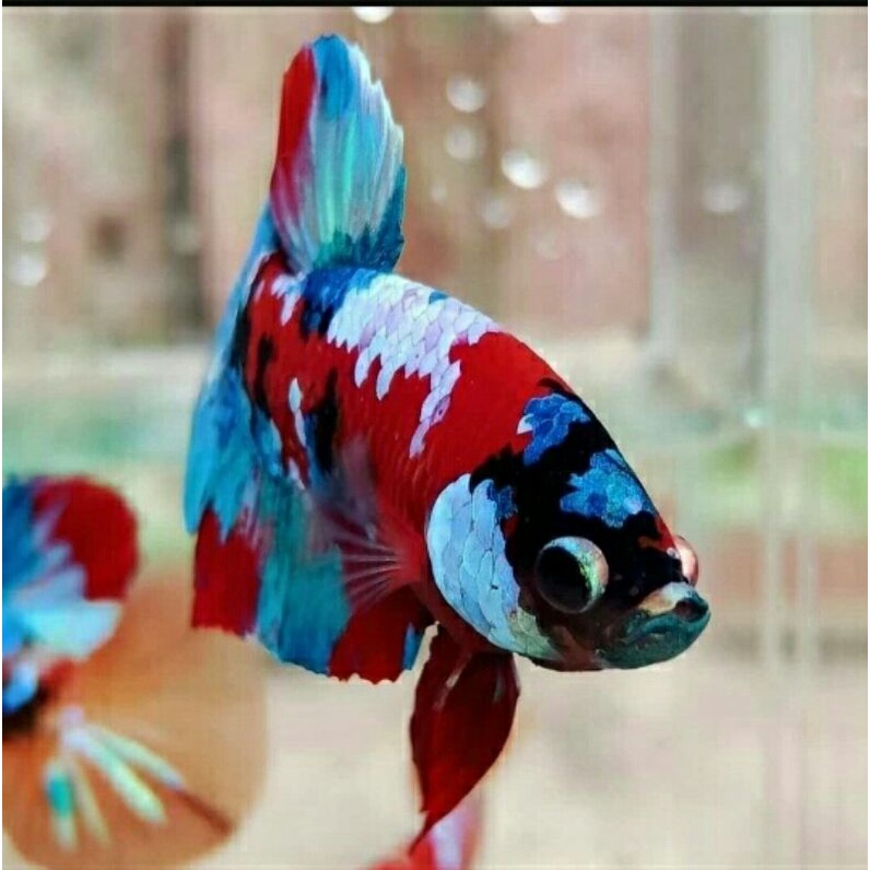 betta nemo koi galaxy