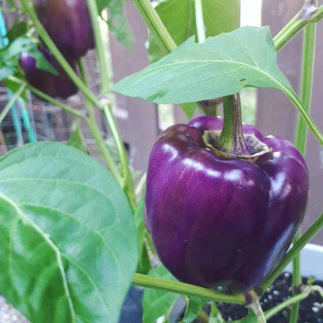 5 Biji - Benih Paprika Ungu PURPLE STAR F1