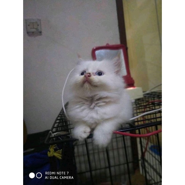 kucing kitten flatnose mata biru
