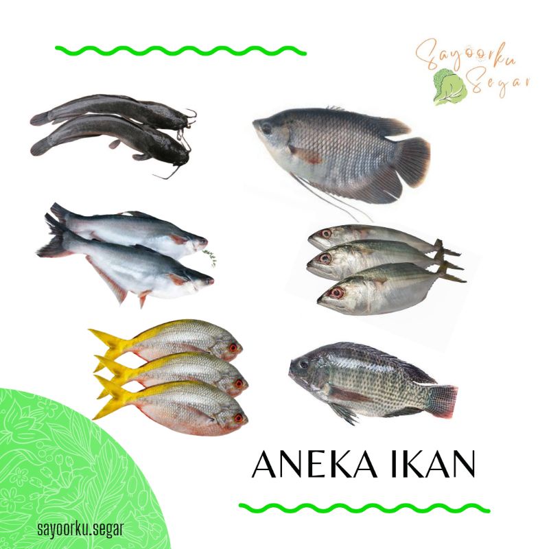 

KIRIM BESOK Ikan gurame / Lele / Patin / Mujair nila / Kembung / Bandeng / Ekor kuning 500gr