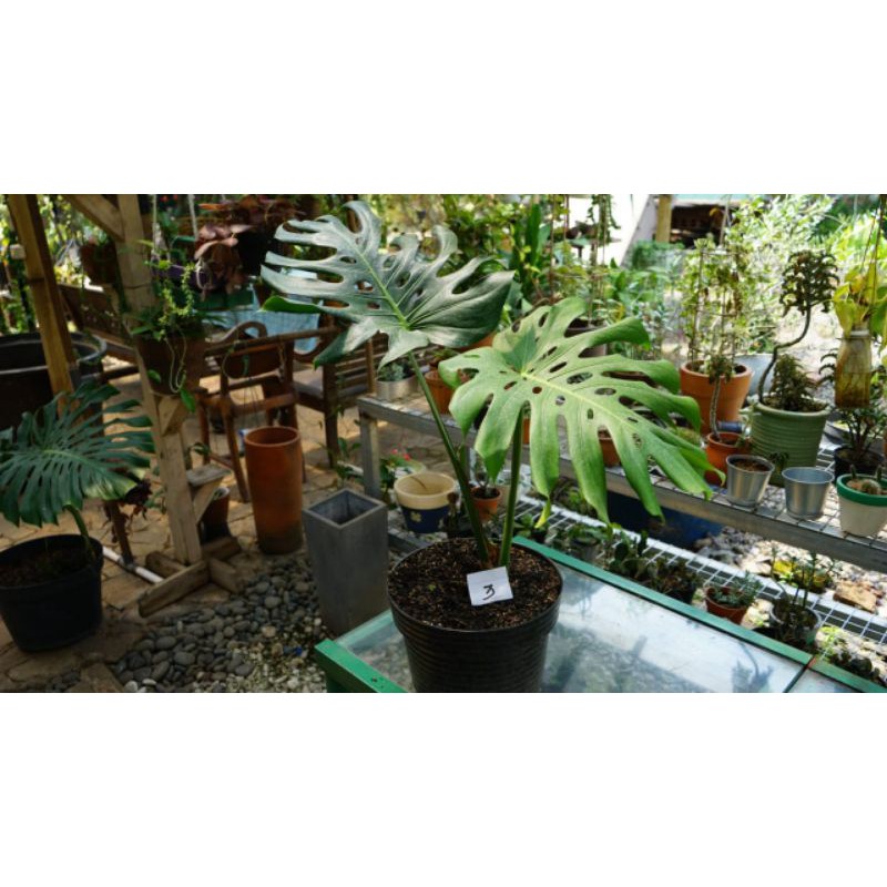 Monstera king Tanaman hias Monstera king ukuran jumbo