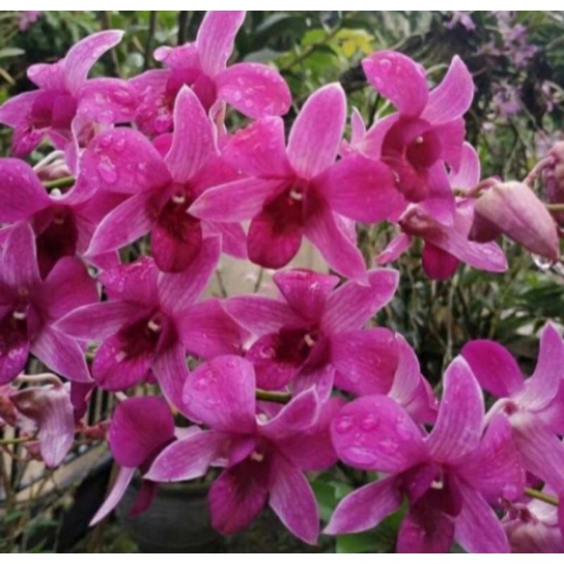 Pohon Bunga Anggrek Dendrobium Dewasa Bantimurung Sudah Spike