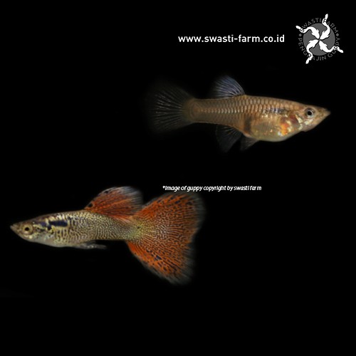Ikan Guppy Red Medusa Swasti Shopee Indonesia