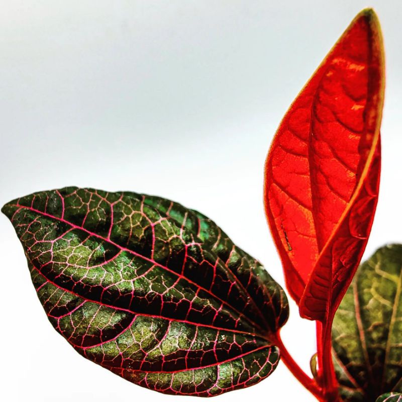 FahriOrchid - Piper sp Kalimantan, sirih serat merah pedalaman Kalimantan