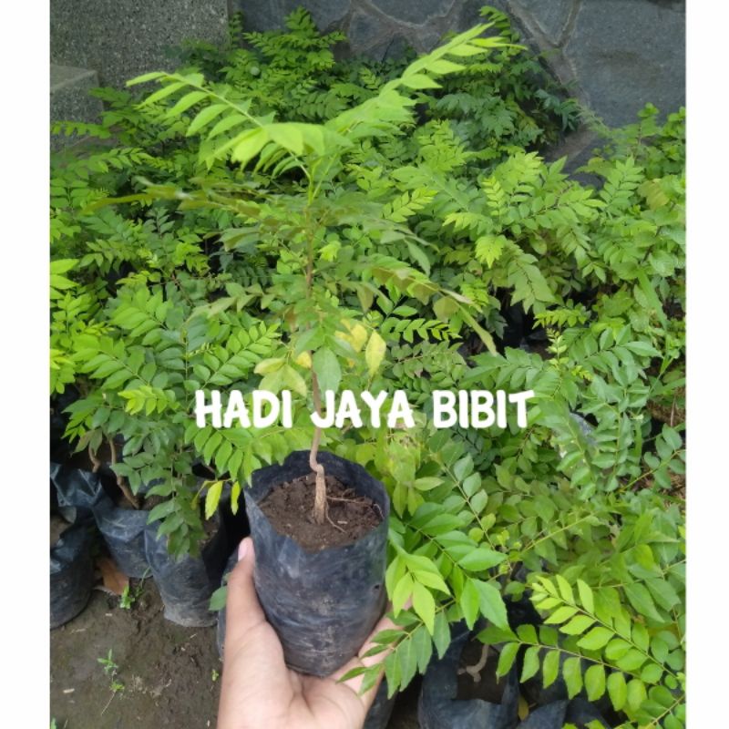 Bibit salam koja daun kari