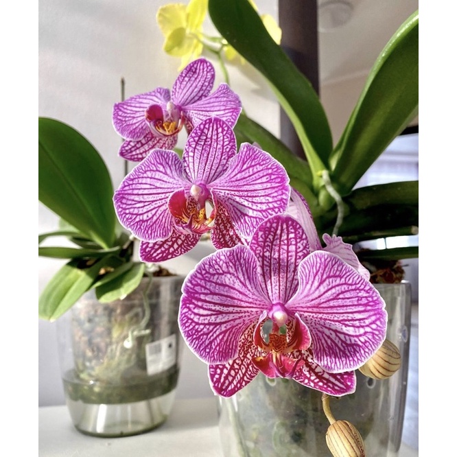 Seedling anggrek dendrobium fhal / Bunga Anggrek hidup/ Tanaman Hias Hidup /Bunga Hias Asli/ Bunga g