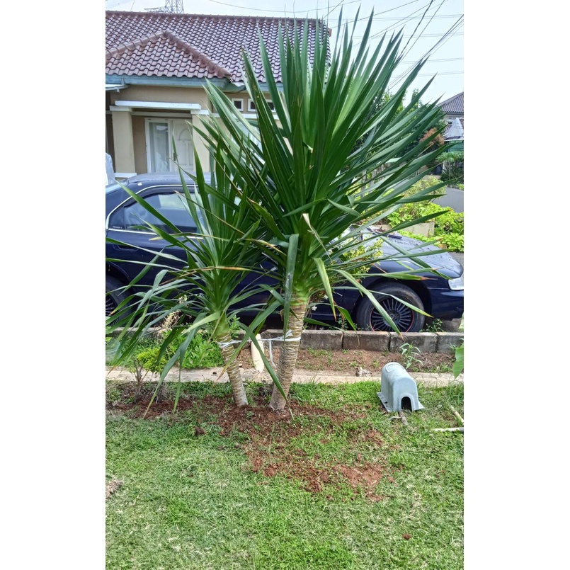 Tanaman Hias Pandan Bali | Tanaman Pandan Bali | Pohon Pandan Bali