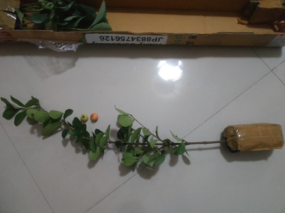 Bibit Tanaman Buah Cherry Barbados Cepat Berbuah