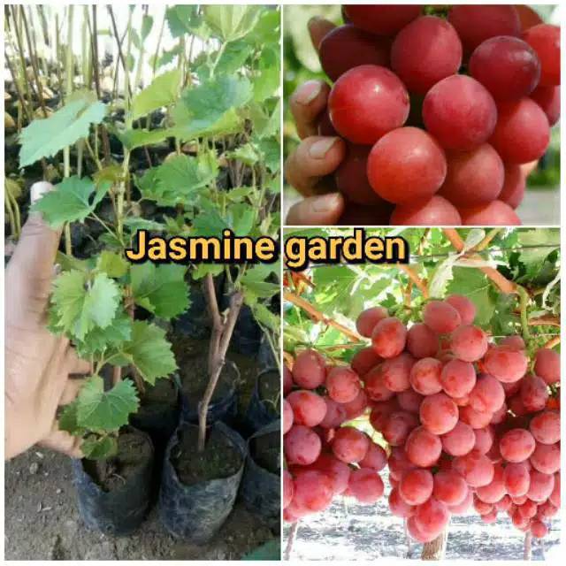 Bibit Anggur merah Super Manis