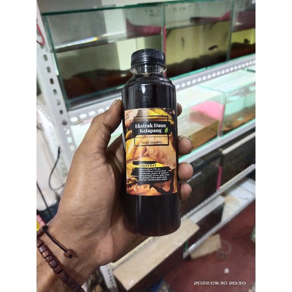 Ekstrak ketapang pekat kat kat buat progres cabung maru yellow sentarum red barito seruyan pangkalan
