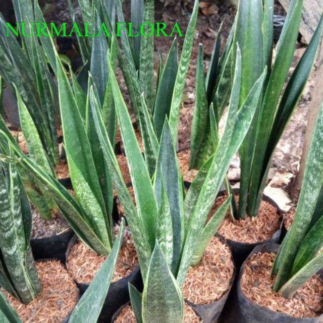 Tanaman hias sansevieria cylindrica - sansivera cylindrica - tanaman indoor