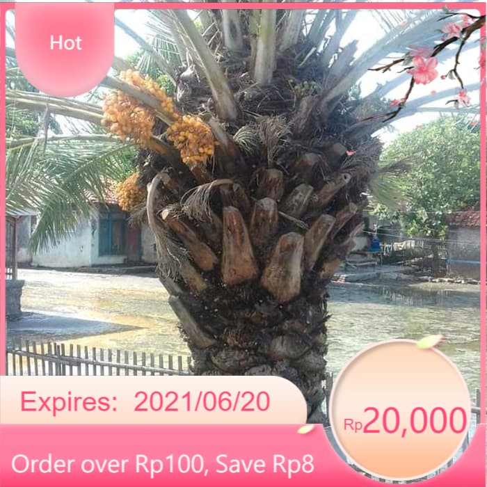PROMO pohon Kurma sudah berbuah ukuran 2-3 meteran . .