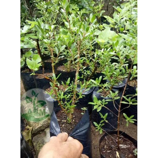 Unggulan Bibit Tanaman Setigi Stigi Bahan Bonsai Asli