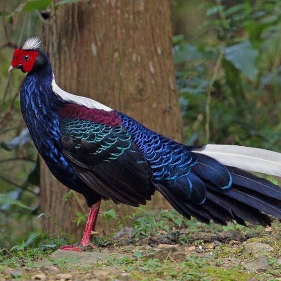 telur ayam hias swinhoe Pheasant