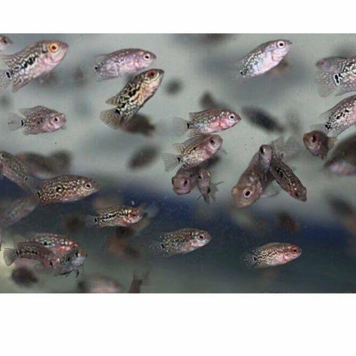 [ PROMO ] Ikan Lohan/Louhan Kamfa F2/Srd Ukuran 2-3CM Gen Ori