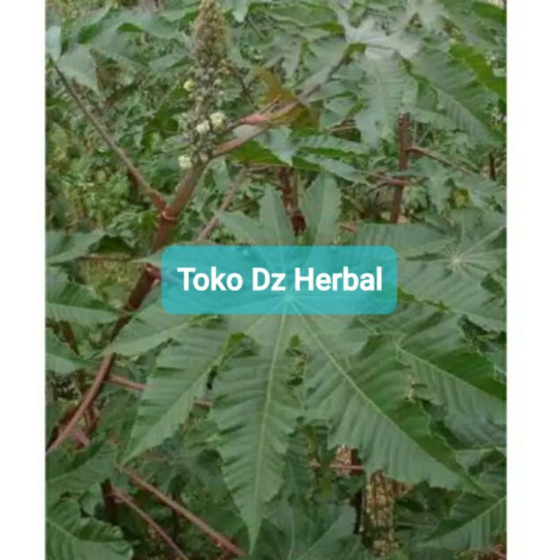 

Daun batang kaliki merah jarak merah 300 gram-az