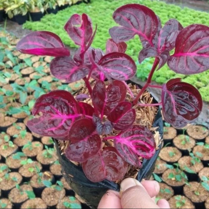 Pohon Miana Mangkok Tanaman Hias Pohon daun Miana Mangkok Daun merah