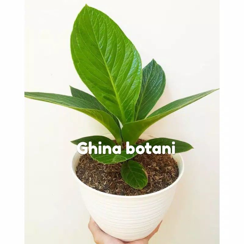Tanaman Hias Anthurium Jemani  Kol bibit