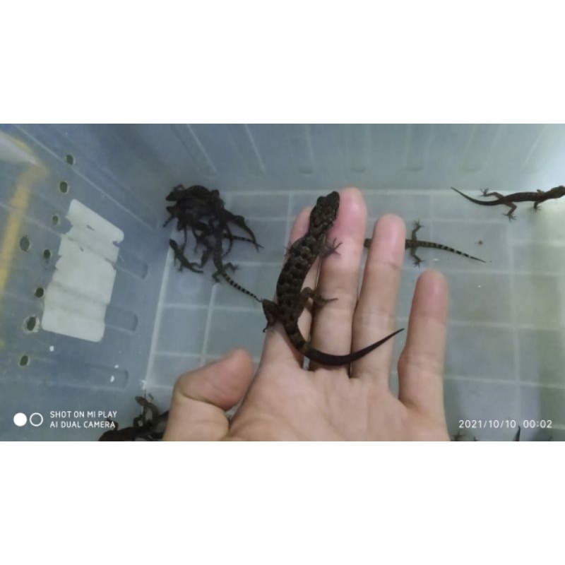 PROMO Cicak batu Crytodactylus marmoratus