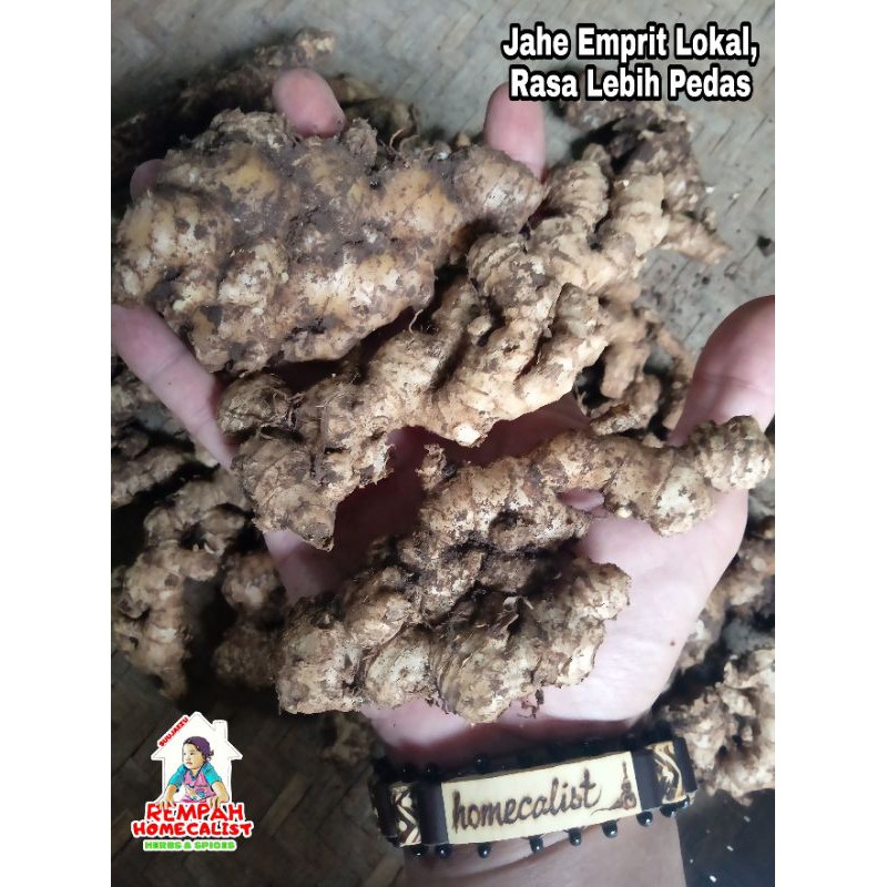 Jahe Emprit Segar 1kg Jahe Mprit Asli