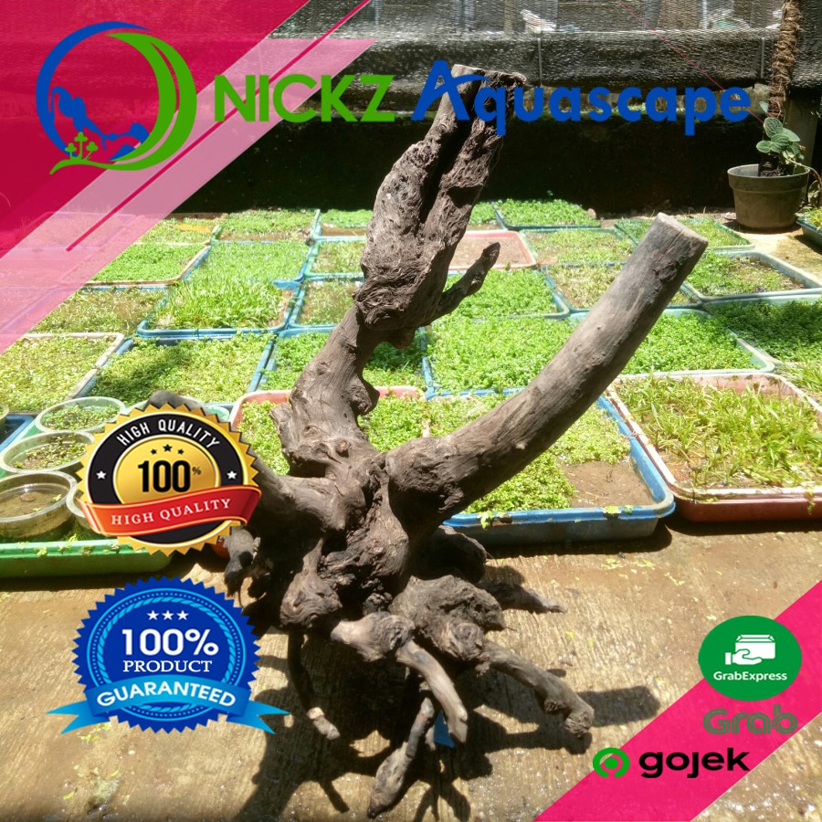 KAYU AQUASCAPE / SANTIGI LAUT BONGGOL / MOTIF RANDOM / BERKUALITAS / TERMURAH