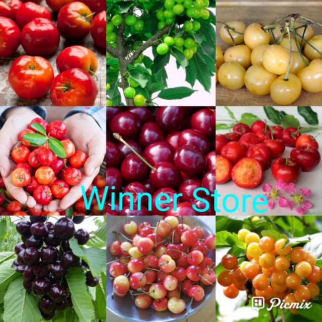 Jual 12 Butir Biji Benih Cherry Jepang Cherries Ceri Sianci Barbados