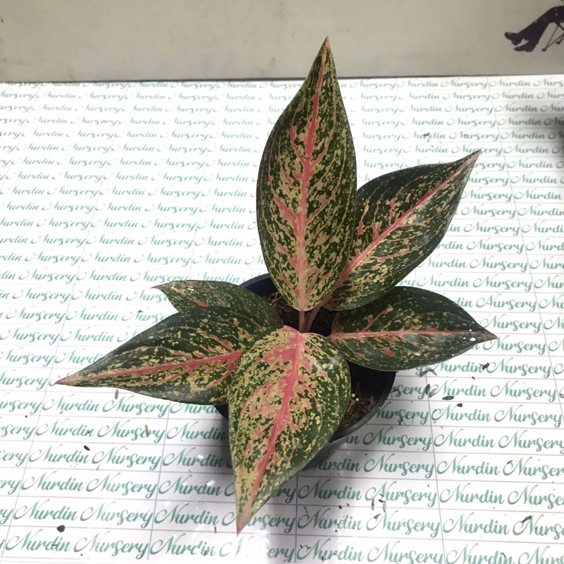 AGLONEMA TIARA MERAH | TANAMAN HIAS AGLONEMA | TIARA MERAH