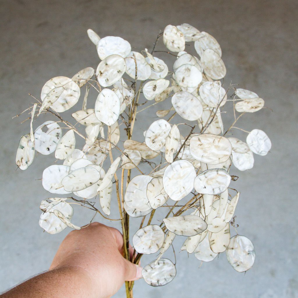 Benih Bibit Biji - Money Plant Silver Dollar (Lunaria biennis) Seeds - IMPORT