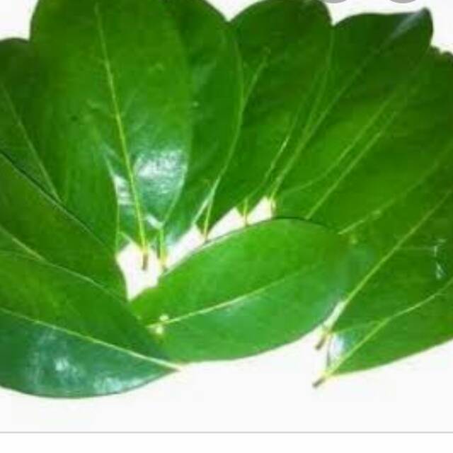 

Daun salam segar 100 gram 5000