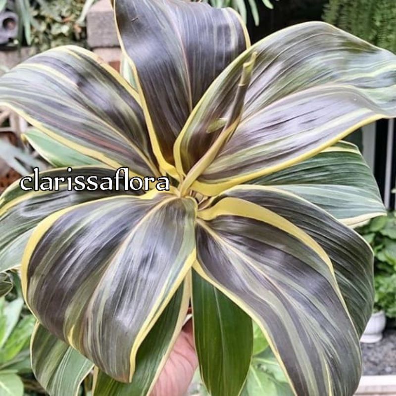 TANAMAN HIAS HANJUANG VARIGATA