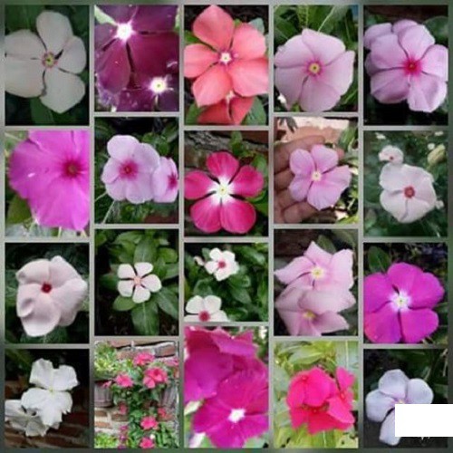 VINCA JUNTAI MIX SEED