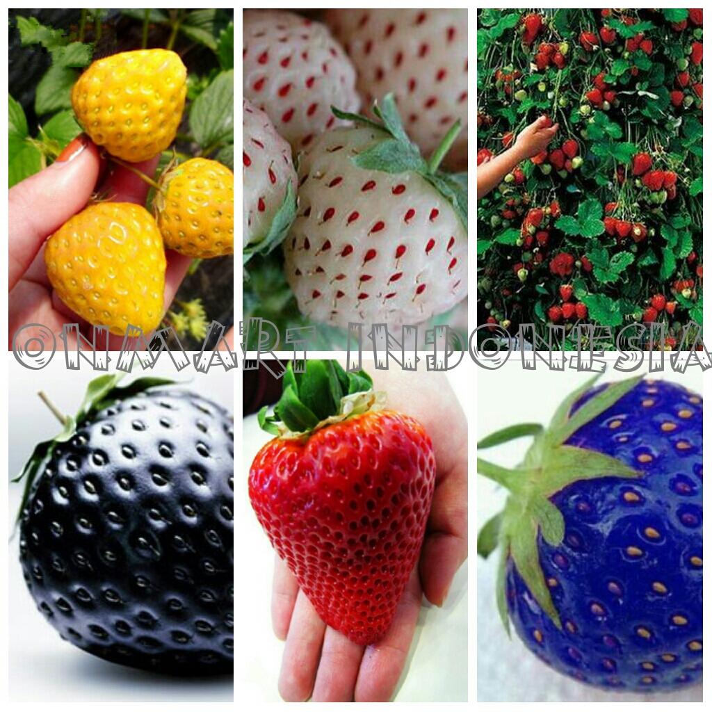 25 Biji Benih Strawberry 6 Jenis Import Shopee Indonesia