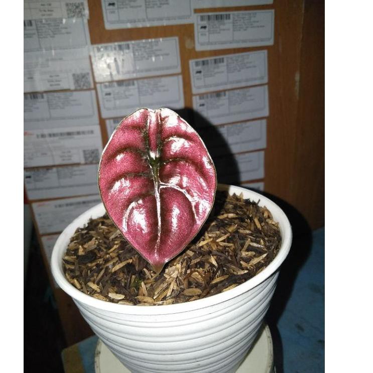 Siap Kirim Hari Ini → Alocasia Cuprea/keladi tengkorak hitam anakan/baby ❉☁