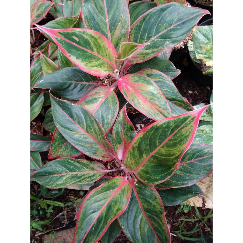 aglonema lipstik golden manilompek