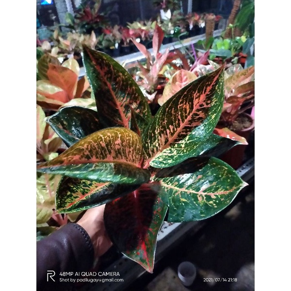 aglaonema Tiara