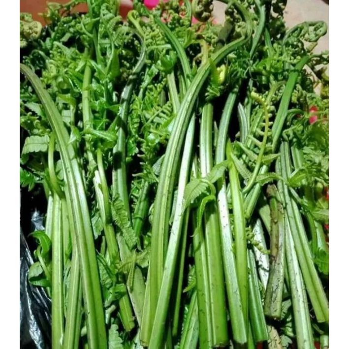 

SAYUR PAKIS SEGAR 1 Kg / SAYUR PAKIS MUDA SEGAR / SAYURAN PAKIS SEGAR