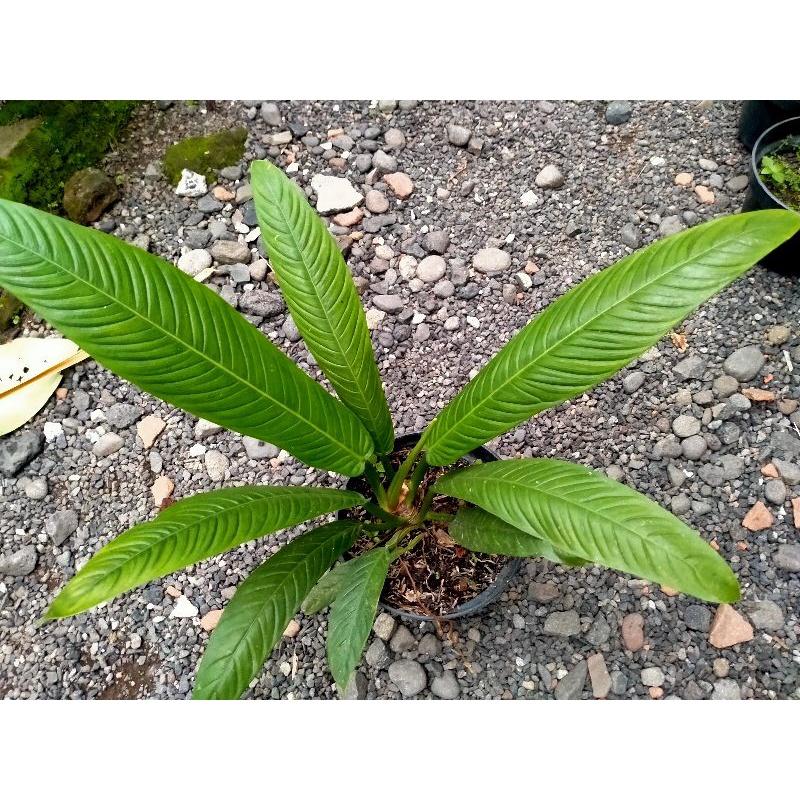Tanaman Hias Philodendron Lynette | Philo Lynette | Antorium Linet | Philo Linet