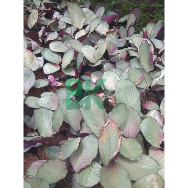 Tanaman Hias Calathea Silver Plate Pink  Calathea Silver Plate (Tanaman Hidup - Bunga Hidup Murah) - BAKUL KEMBANG