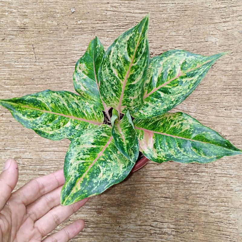 Aglaonema Light of daimont Hijau