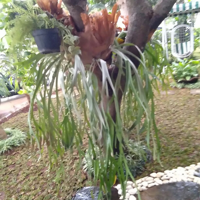 Tanaman hias tanduk rusa - Tanaman gantung - tanduk rusa