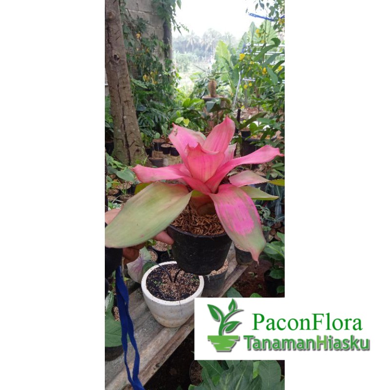 BROMELIA PINK / TANAMAN HIAS BROMELIA PINK / CANTIK