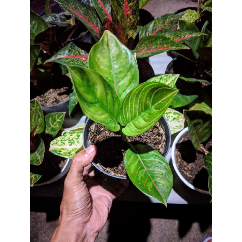 Aglonema Black Kresna