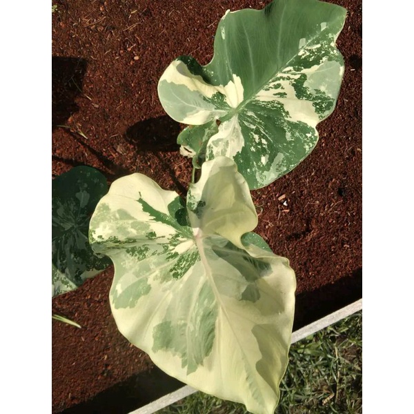 colocasia yellow splass