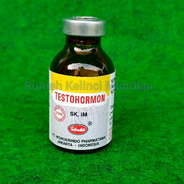 TESTOHORMON Kelinci, Kucing, Burung Kicau & Hewan lainnya