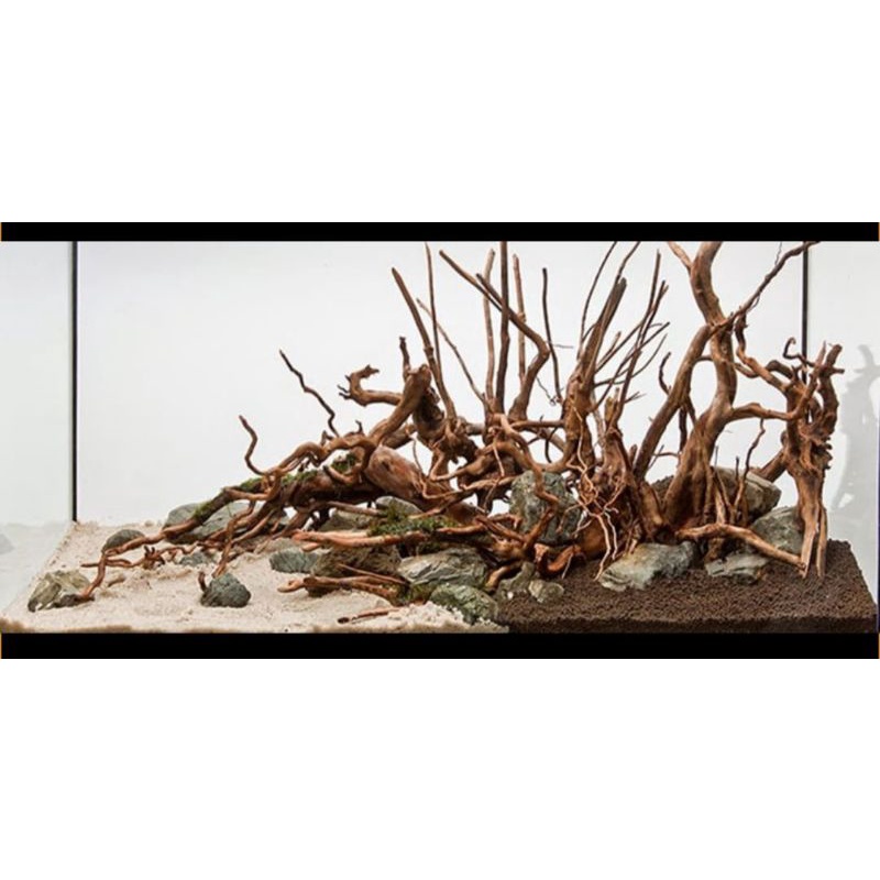 BONSAI AKAR POHON SENGGANI