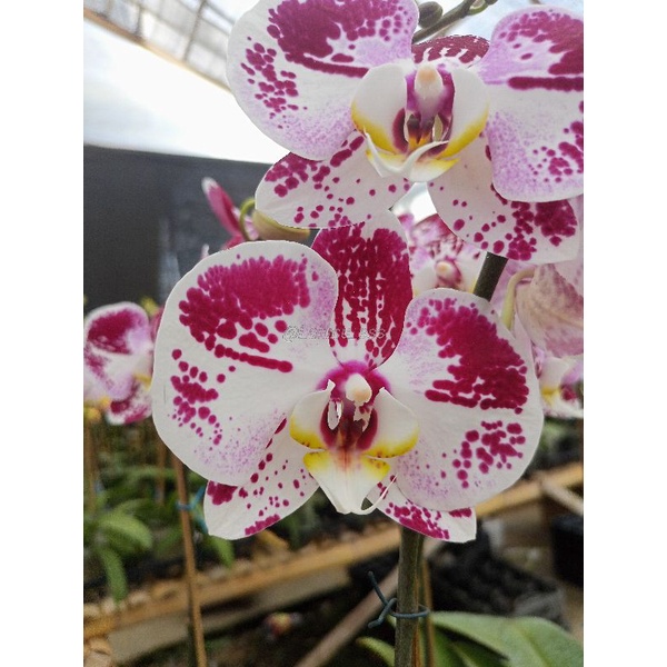 anggrek bulan premium putih  bintik ungu putih bintik merah putih phalaenopsis hybrid  bunga jumbo k